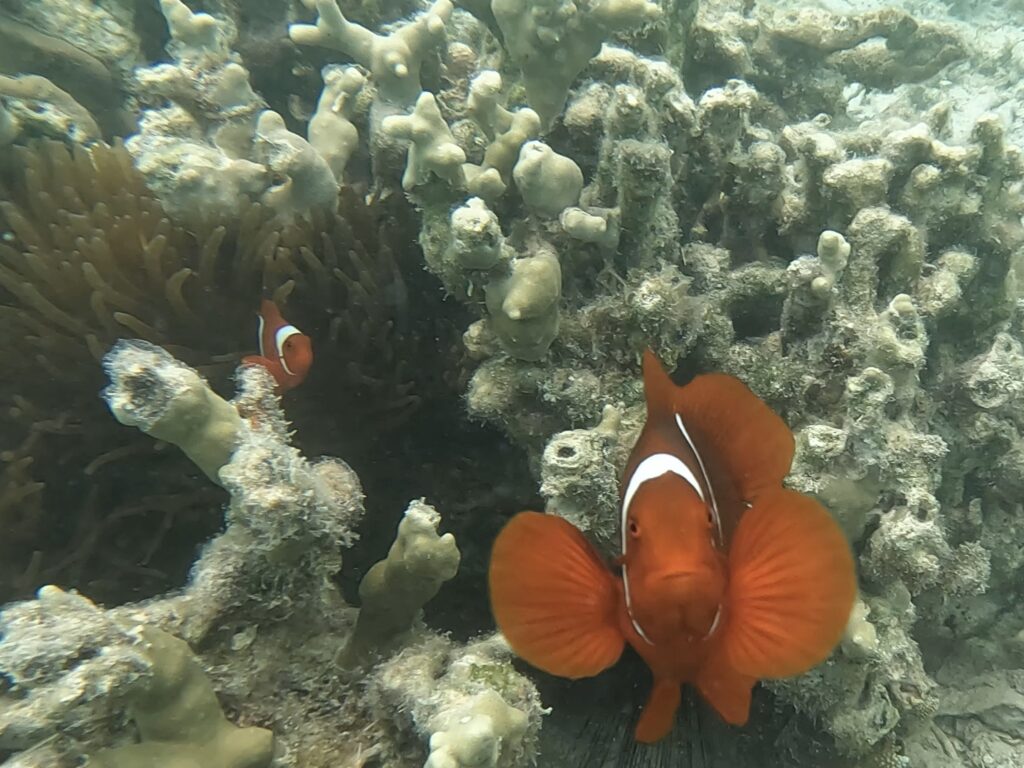 boreno orange fish