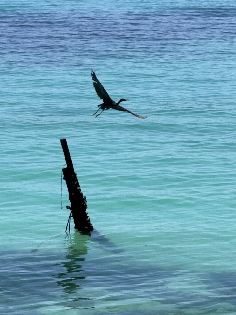 borneo bird