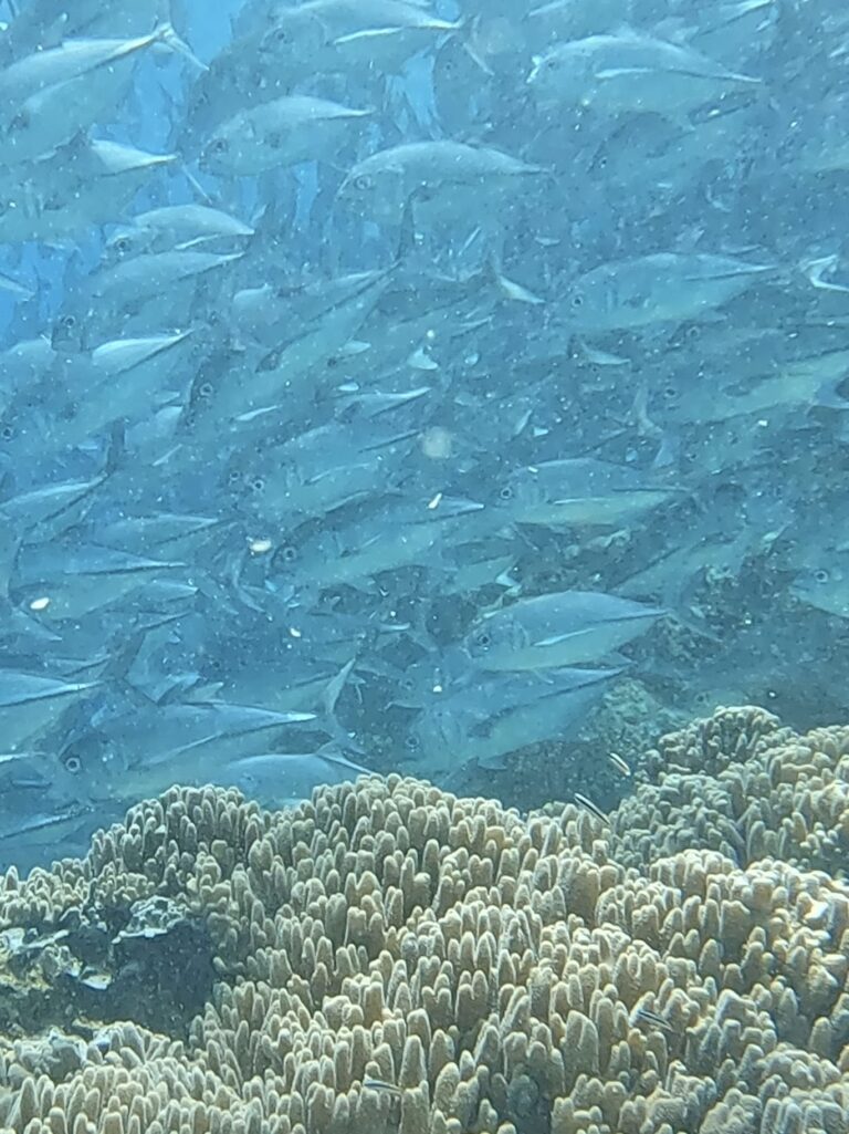 borneo fish