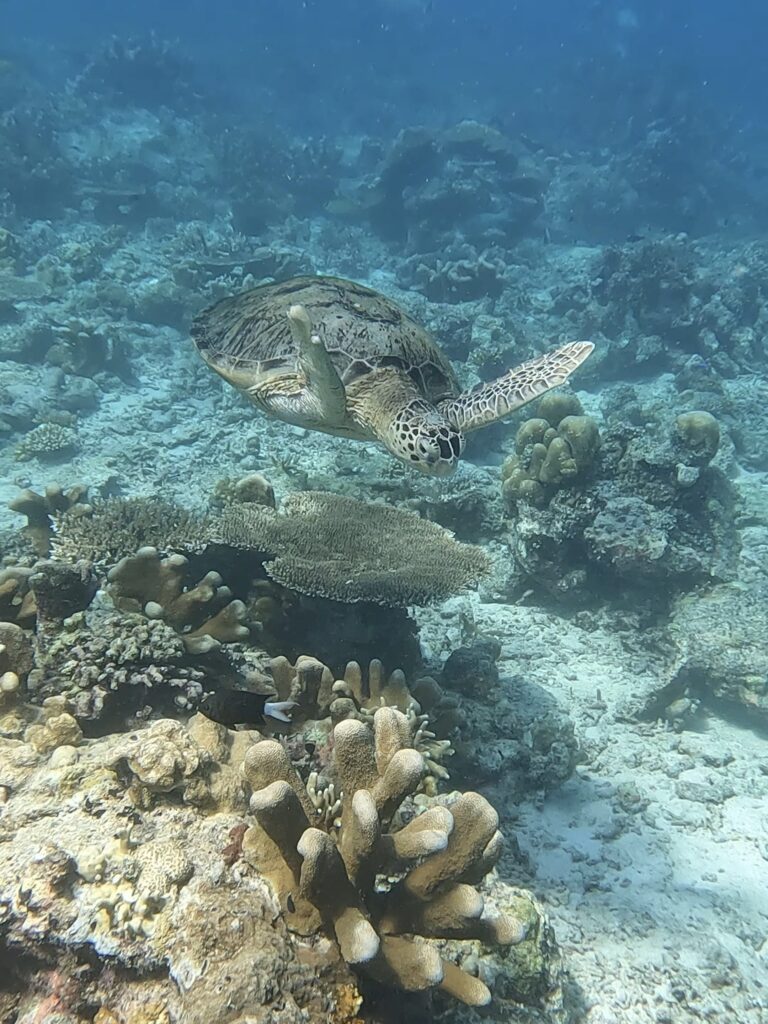 borneo turtle